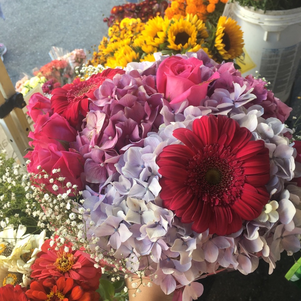 Meet your Posher, Molly